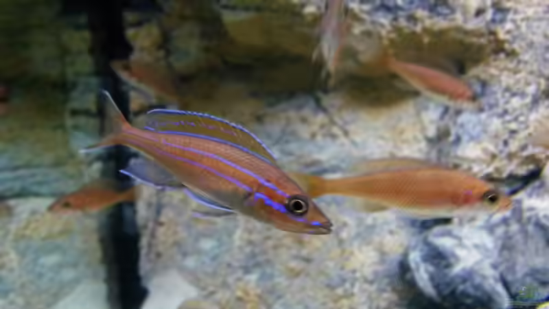 P. nigripinnis, einige der Jungtiere zeigen schon etwas Farbe von spriggina (47)