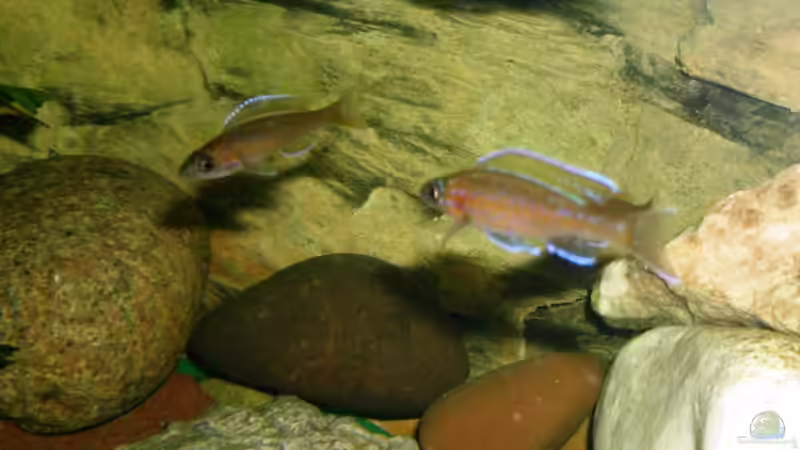 P. nigripinnis blue neon von Angelheart (26)