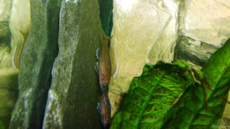 P. nigripinnis blue neon von Angelheart (27)