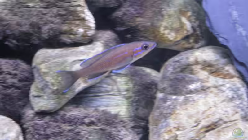 P. nigripinnis Männchen von Sebastian Jeutter (3)