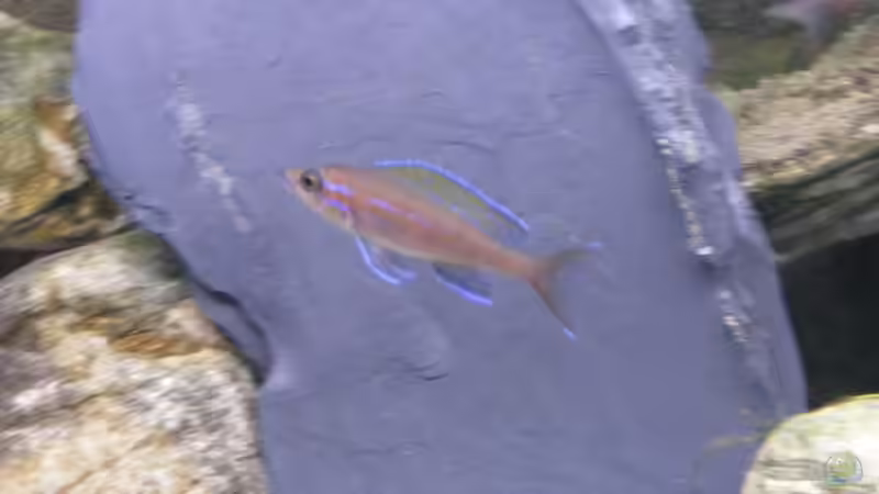 P. nigripinnis Männchen von Sebastian Jeutter (4)