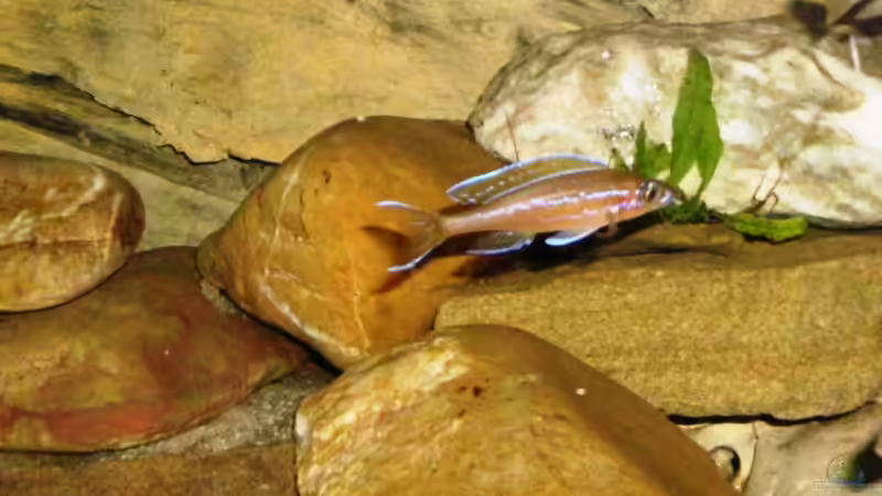 P. nigripinnis ´neon blue´ von Angelheart (24)