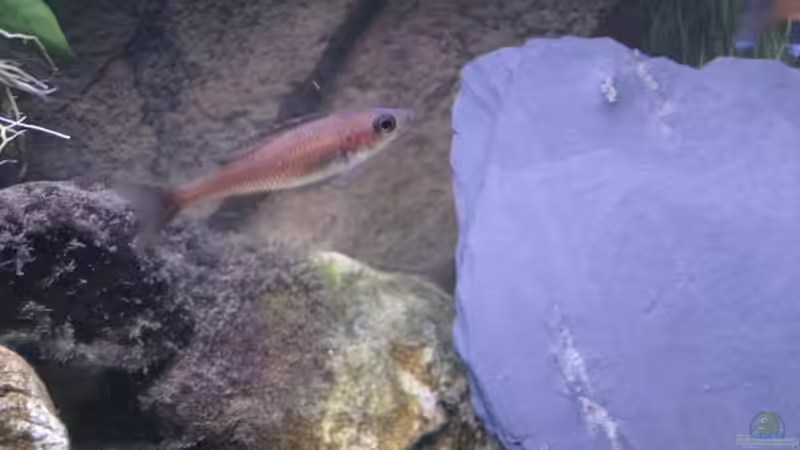 P. nigripinnis Weibchen von Sebastian Jeutter (5)