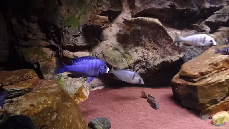 P. phenochilus Mdoka Bock und electra Weibchen von TheToxicAvenger (40)