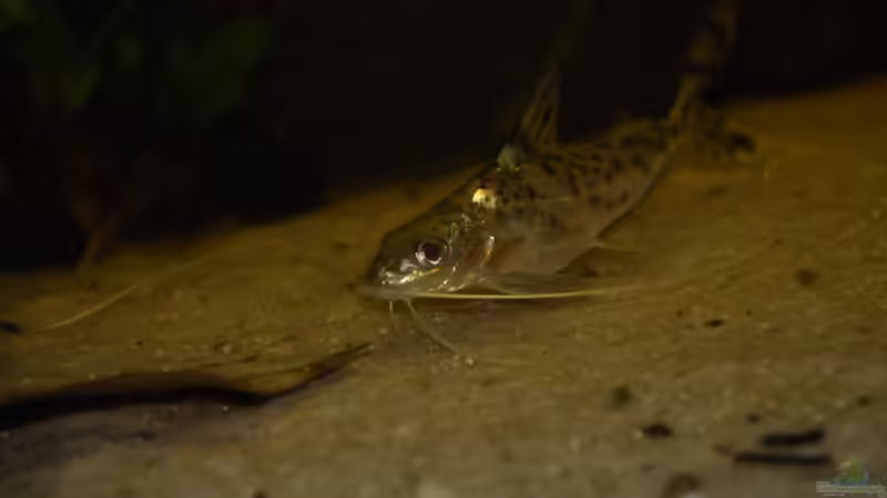 P. pictus von Leo G. (5)