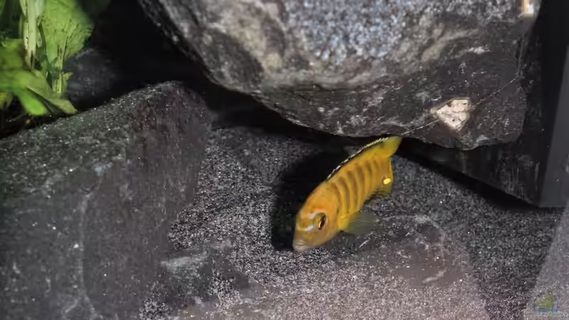 P. Saulosi M (Umfärbung) von Bbert (22)