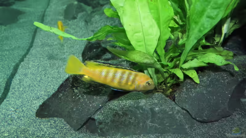 P. Saulosi M (Umfärbung) von Bbert (23)