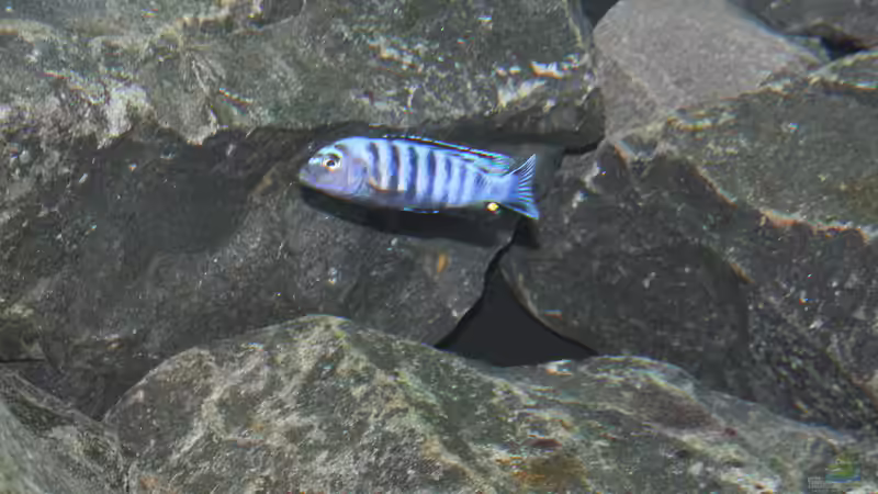 P. Saulosi M von Bbert (19)