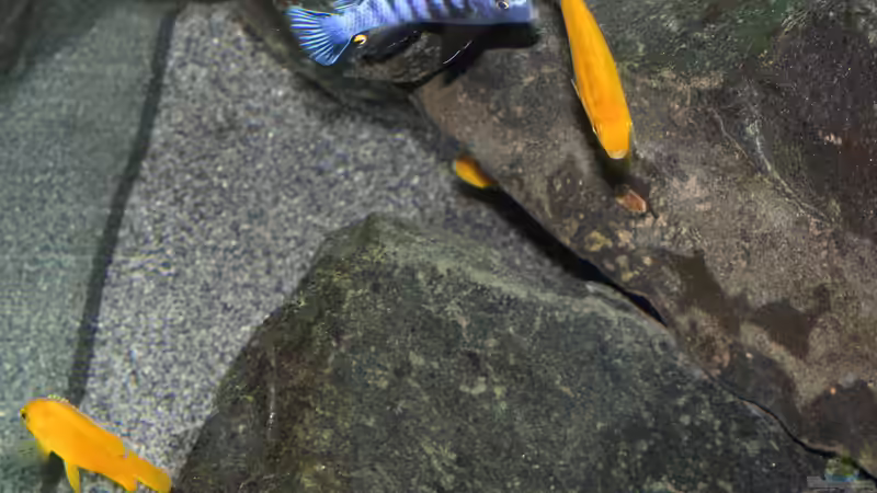 P. Saulosi M/W von Bbert (15)