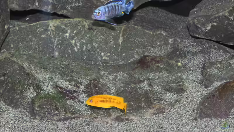 P. Saulosi M/W von Bbert (16)