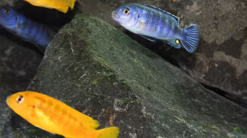 P. Saulosi M/W von Bbert (17)