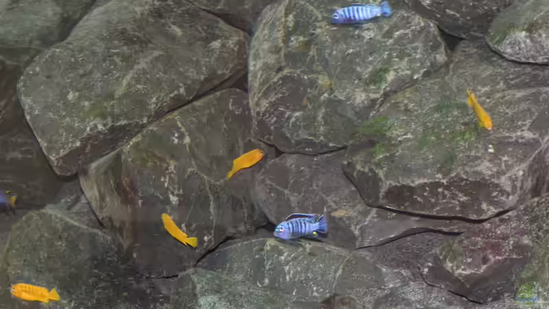 P. Saulosi M/W von Bbert (20)