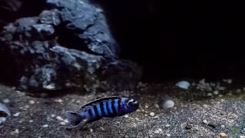 P. Saulosi Männchen 2 von 77Markus (11)