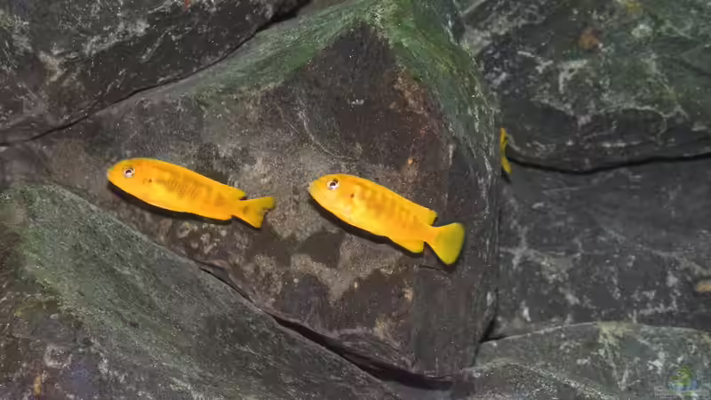 P. Saulosi W von Bbert (18)