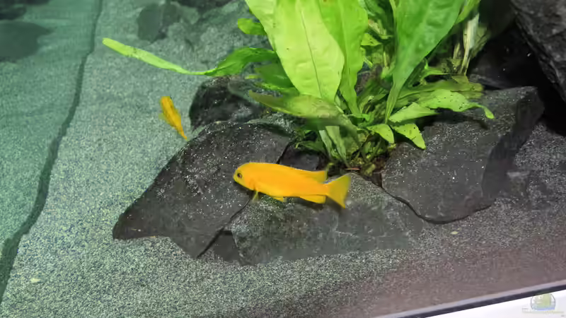 P. Saulosi W von Bbert (24)