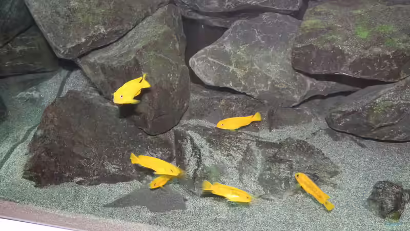 P. Saulosi W von Bbert (25)