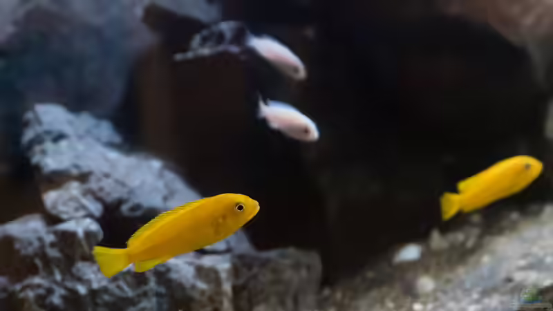 P. saulosi Weibchen von 77Markus (9)