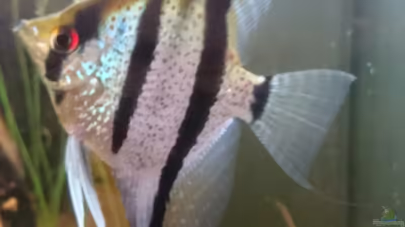 P. scalare von Max Wolf (12)