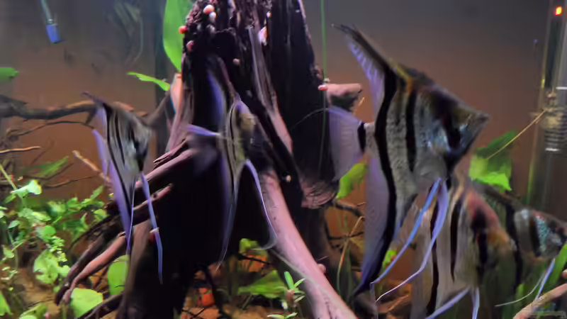 P. scalare von Max Wolf (13)