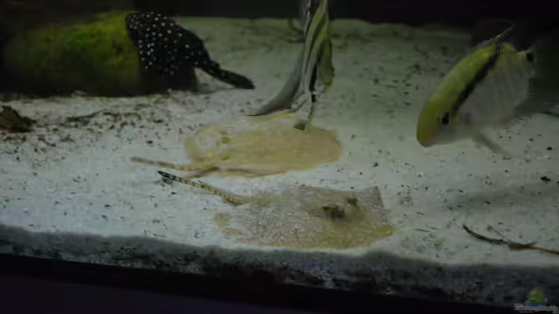 P. scobina, LDA33, Altum , Flaggenbuntbarsch von Amazonasbecken.eu (16)