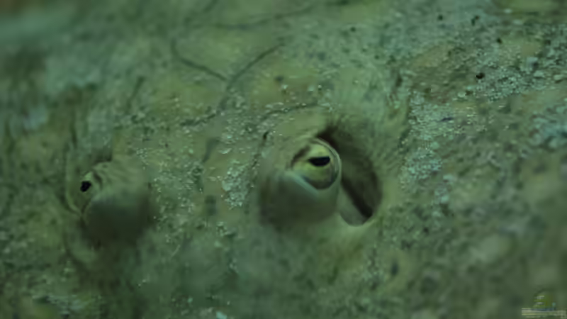 P. scobina von Amazonasbecken.eu (21)