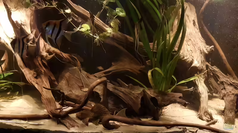 P. skalare + L37 von naturalR (16)