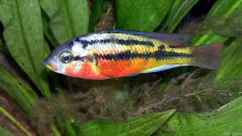 P. sp. ´Rock Kribensis´ CH22/Mwanza North, M von Stanislav Kislyuk (13)