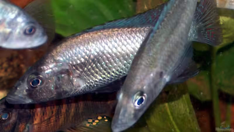 P. sp. ´Silver Stilleto´, zwei M von Stanislav Kislyuk (15)