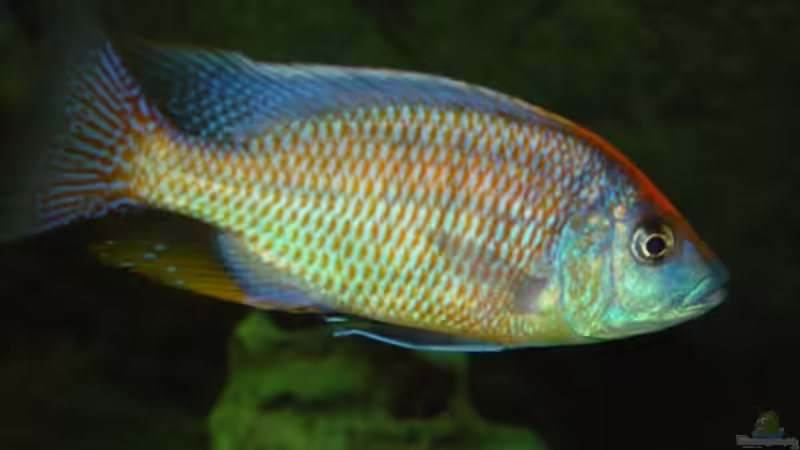 P. spilonotus , mbenji von Thomas Knecht (12)