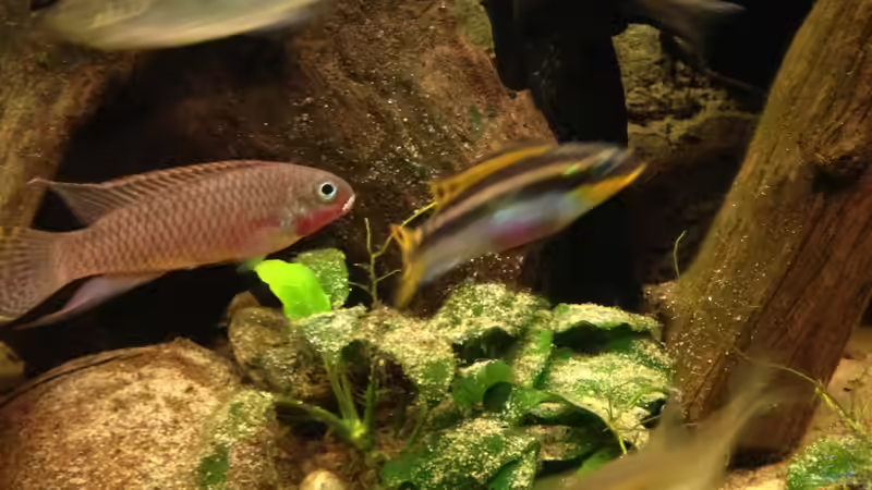 P. taeniatus von Rubens (22)