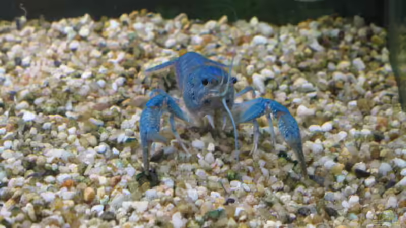 P alleni 28.03.08 von Frank (11)