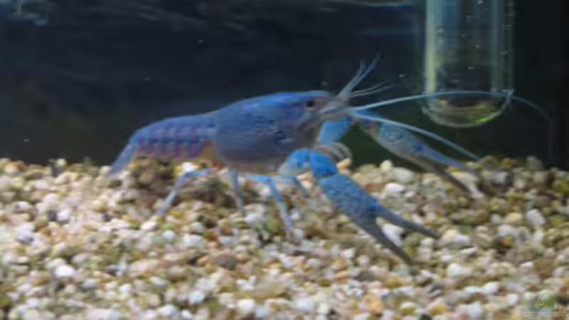 P alleni (von Seite) 28.03.08 von Frank (12)