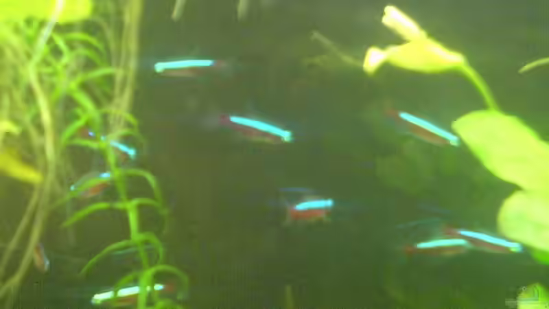 P.axelrodi von Oliver Röder (16)