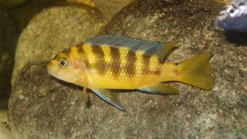 P.crabro Bock von Venustus (11)