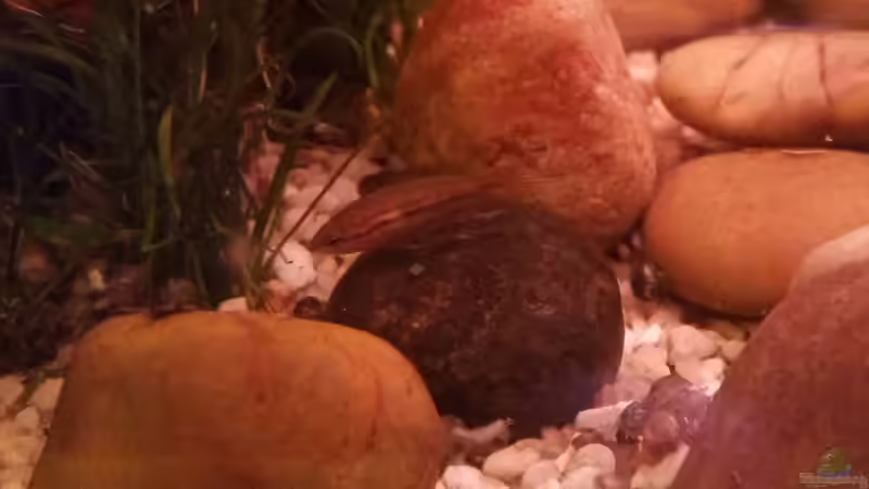 P.Dayi Nachwuchs von Tommy F (3)