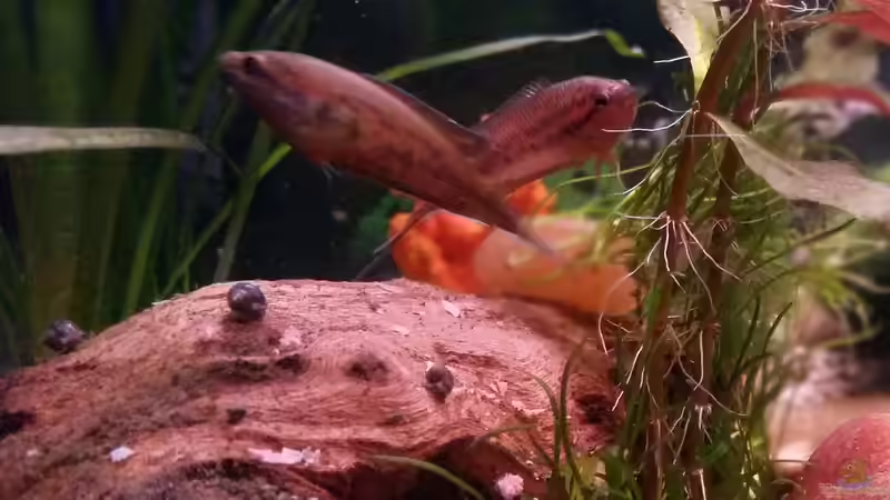 P.Dayi Pärchen von Tommy F (4)