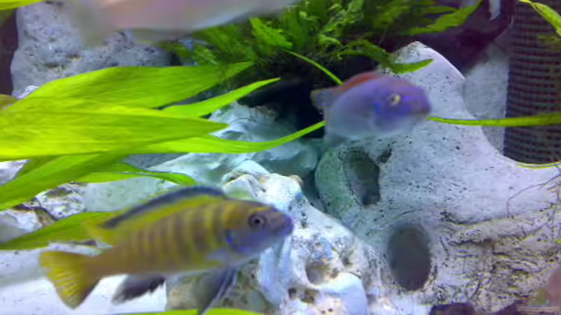 P.Flavus von Sylvia Hoffmann (12)