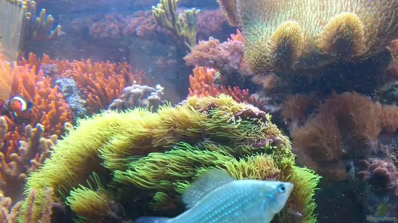 P.latipinna von Bluewater (24)