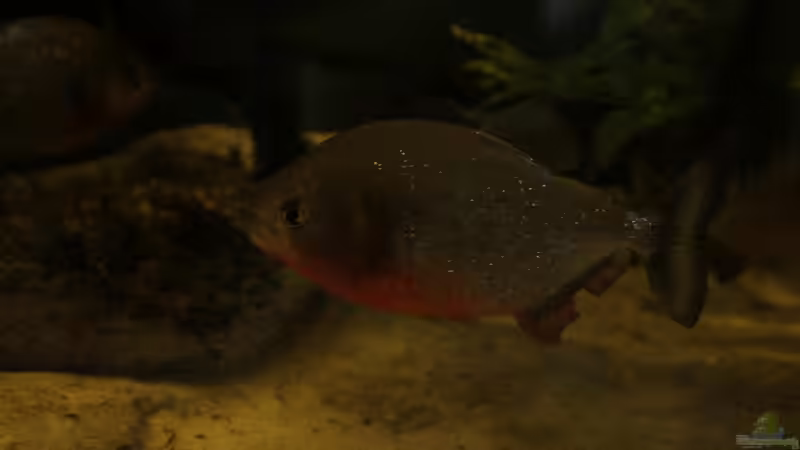 P.nattereri 3 von Tobias Seiffert (8)