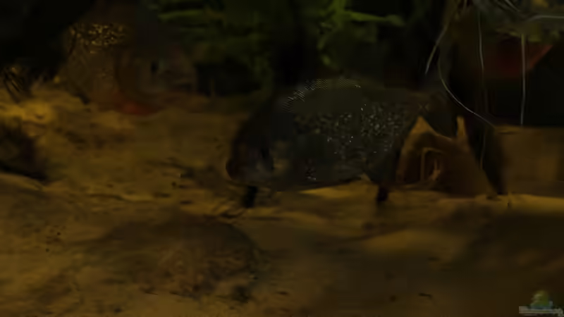 P.nattereri2 von Tobias Seiffert (7)