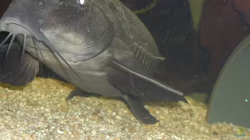 P.niger ca 3-4Jahre alt von dornwels (16)