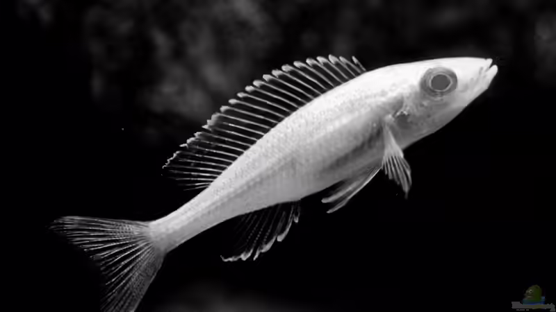 P nigipinnis 05.11.2009 von Jonas H (5)