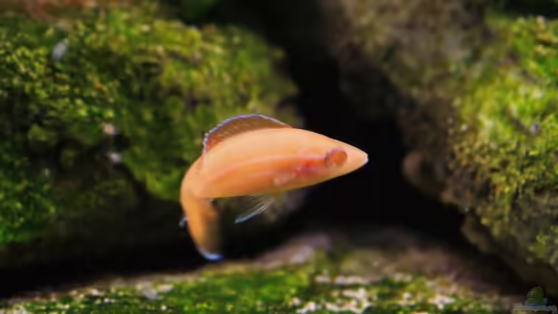 P nigripinnis (sehen in wirklichkeit brillianter aus) 05.11.2009 von Jonas H (9)