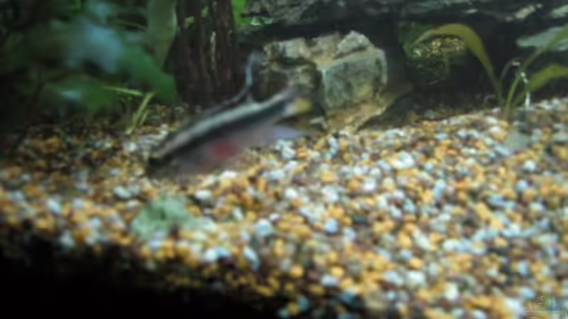 P.P. Mänchen von Jonas G. (13)