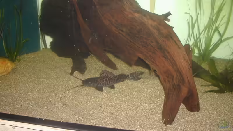 p.perruno, in dem alter sind sie die grössten Räuber von dornwels (22)