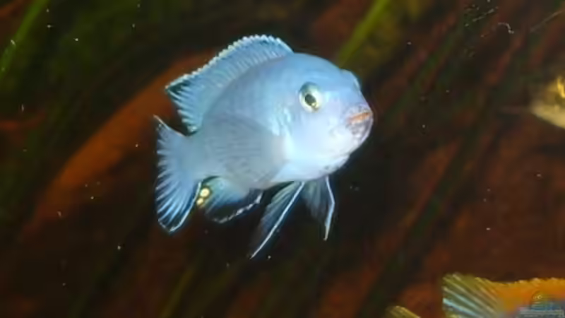 P.socolofi Bock von Venustus (8)