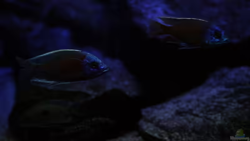 P.taeniolatous u C.borleyi von Michael Reiz (79)