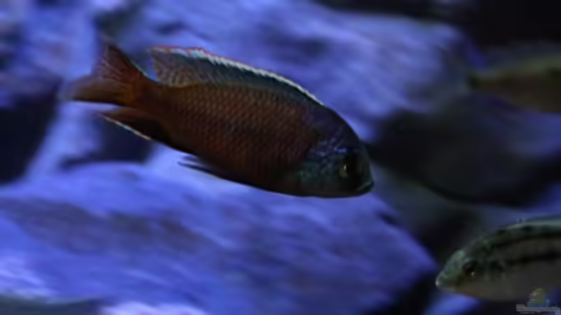 P.taeniolatus mit einem seiner Weiber von Michael Reiz (70)