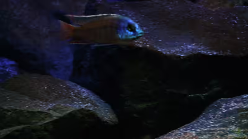 P.taeniolatus namalenje von Michael Reiz (23)