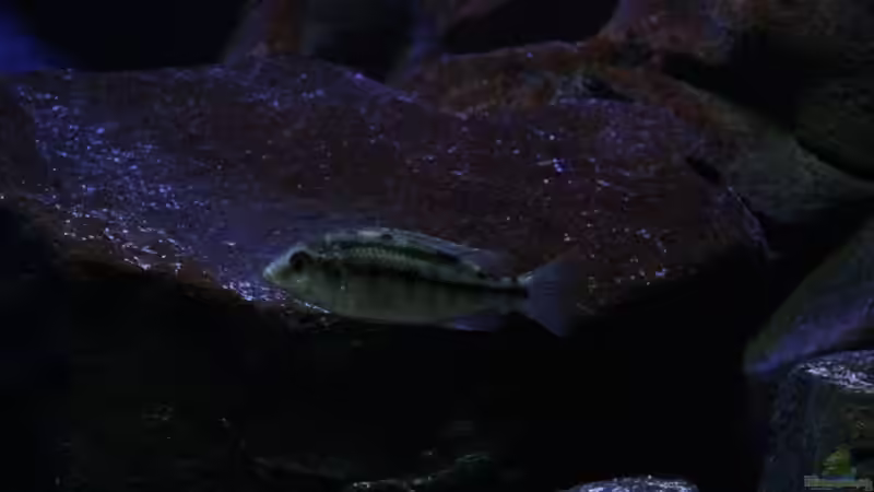 P.taeniolatus namalenje von Michael Reiz (25)